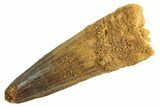 Fossil Spinosaurus Tooth - Real Dinosaur Tooth #344359-1